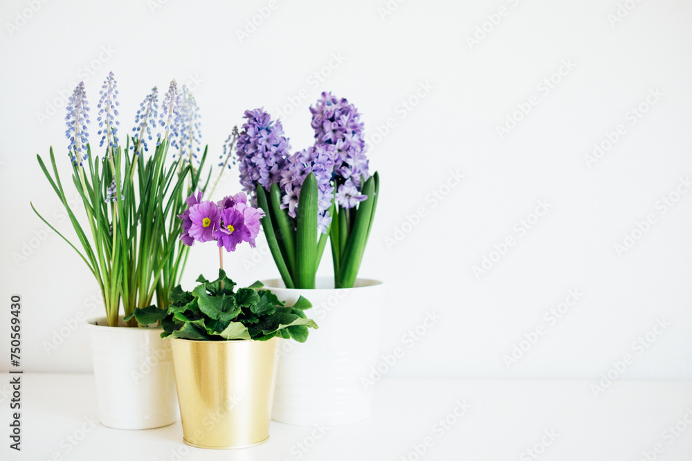 Beautiful fresh spring flowers such as hyacinth, primula and muscari in full bloom against white background. Negative space for text.