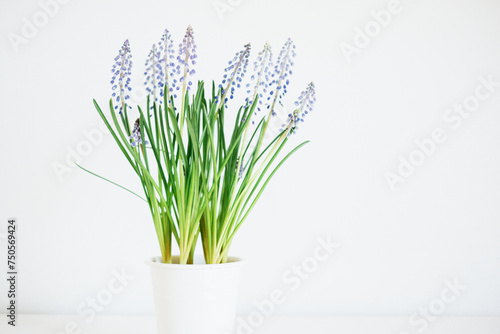 Beautiful fresh spring muscari flowers in full bloom against white background  close up. Copy space for text.