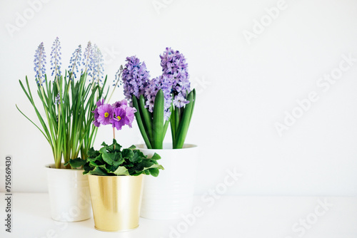 Beautiful fresh spring flowers such as hyacinth  primula and muscari in full bloom against white background. Negative space for text.