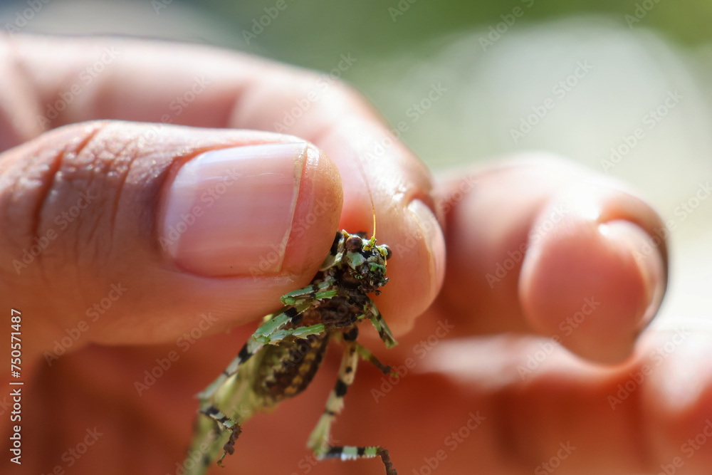 Obraz premium close up Trachyzulpha Katydid in hand grasshopper with a speckled pattern resembling military camouflage. Looks beautiful and unusual, hard to find. Grasshoppers in Thailand