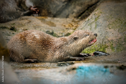 a giant river otter family in the zoo photo