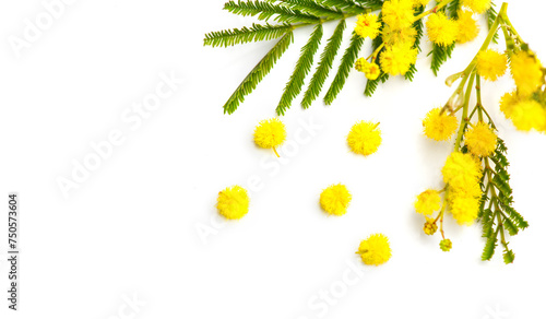 Mimosa spring flowers branch border design isolated on white background, top view. Bouquet of beautiful yellow fresh mimosa. Easter, Mother's Day holiday greeting card. Flat lay © Subbotina Anna