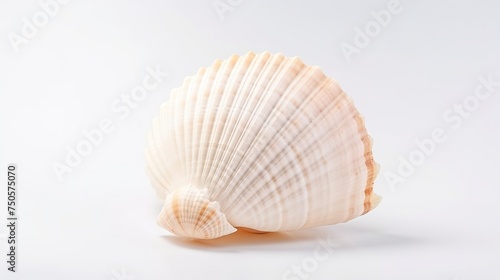 Sea shell on white background.