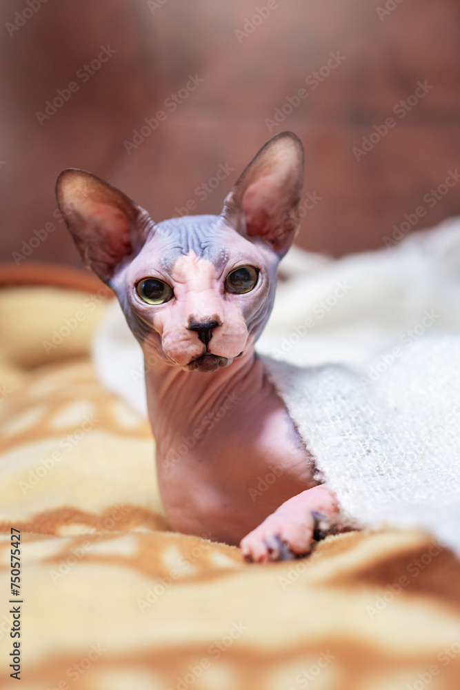 A bald Canadian Sphynx cat lies on the couch covered with a blanket. A furless cat with huge ears froze and wrapped herself in a down shawl