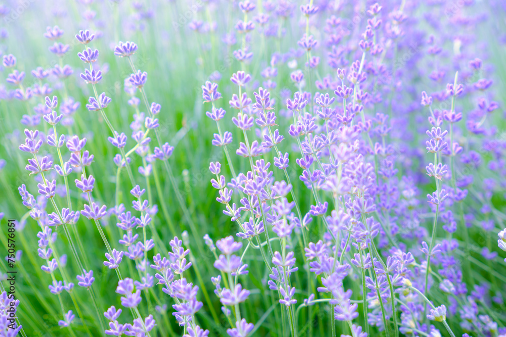 Obraz premium Blooming lavender. Soft focus. Blurred background.