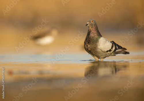 A rock pigeon wades in shallow water, its plumage reflecting subtle colors, while another bird is blurred in the background photo