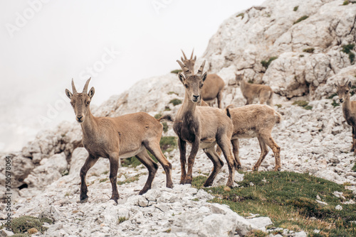 mountain goats in the mountains