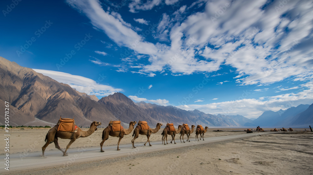 Camel Safari Caravan in Hunder Desert, Nubra Valley, Leh Ladakh, India