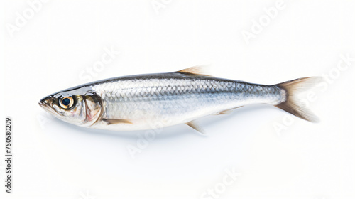 A sardine isolated on white background