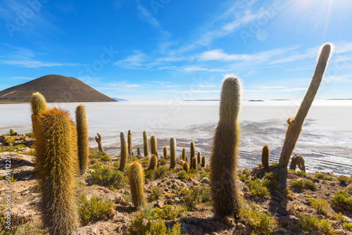Cactus in Bolivia