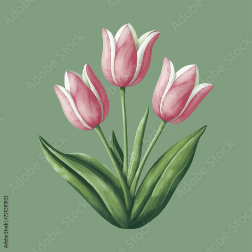 vector Tulip illustration illustration