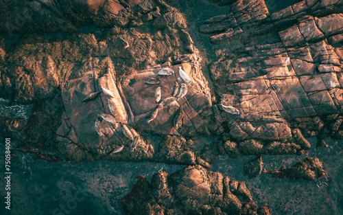 Seals on the rock