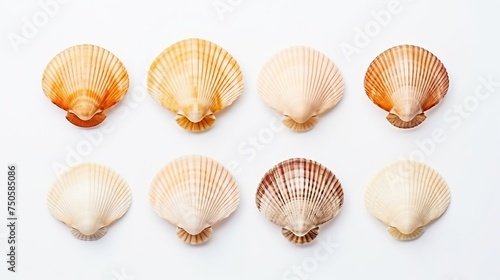 Isolated shells with white Background.


