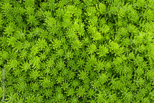 Green lemon sedum angelina ground cover for background and text in natural and minimal design pattern with copy space