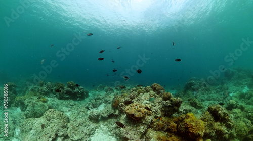 Coral scene and fish undersea life. Reefs in tropical sea. © MARYGRACE