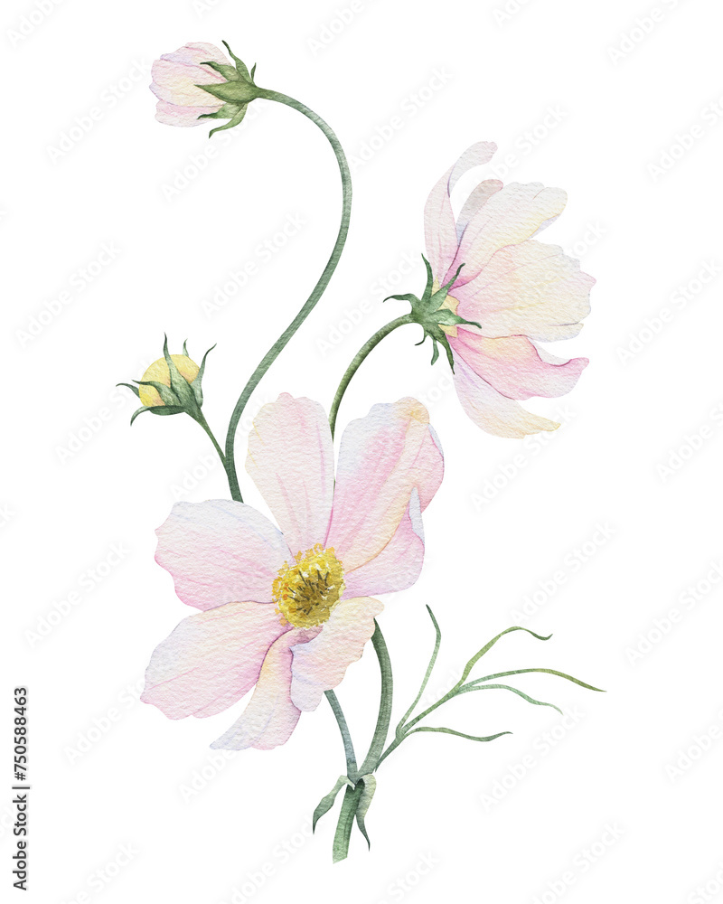 Bouquet of pink and white Cosmea flowers. Cosmos bipinnatus. Isolated hand drawn watercolor illustration of Mexican aster. Summer floral design for wedding invitations, cards, textiles, wrapping paper