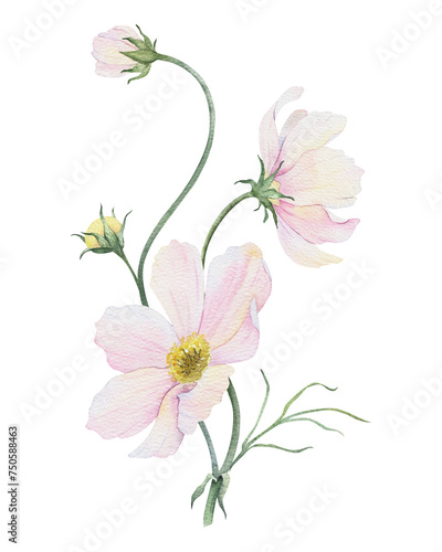 Bouquet of pink and white Cosmea flowers. Cosmos bipinnatus. Isolated hand drawn watercolor illustration of Mexican aster. Summer floral design for wedding invitations, cards, textiles, wrapping paper