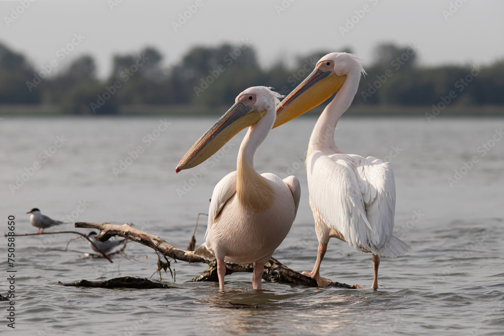 Great White Pelican (Pelecanidae) in the Danube Delta, Romania Great White Pelican (Pelecanidae) in the Danube Delta, Romania