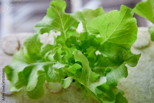 Hydroponics Green Oak lettuce growing in a foam box