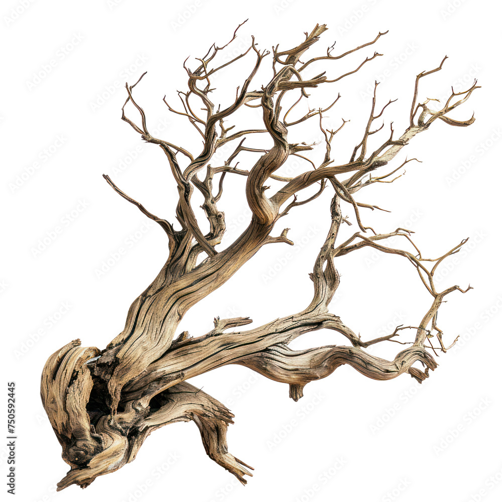 Dried wood tree branch png death perennial on white background. Dried wood tree branch png death perennial on white background.