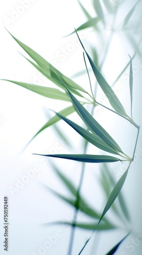 Soft Green bamboo on white for your design and wallpaper