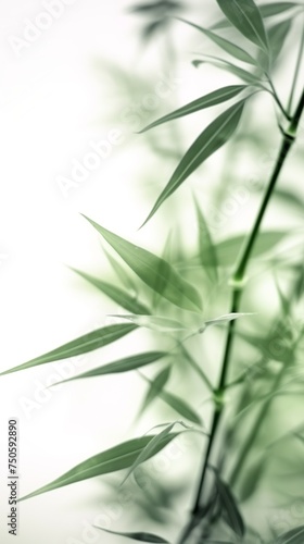 Soft Green bamboo on white for your design and wallpaper