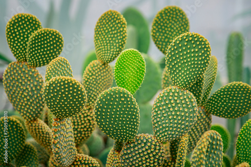close up on Opuntia microdasys – Bunny Ear Cactus one of most popular succulent houseplant