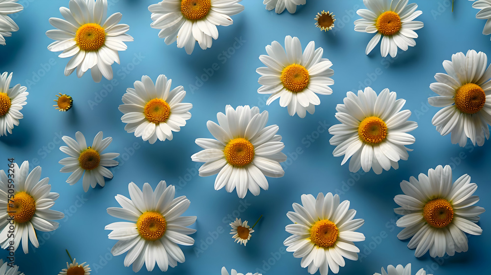 Top view of chamomile pattern isolated on blue background. High quality Top view of chamomile pattern isolated on blue background. High quality
