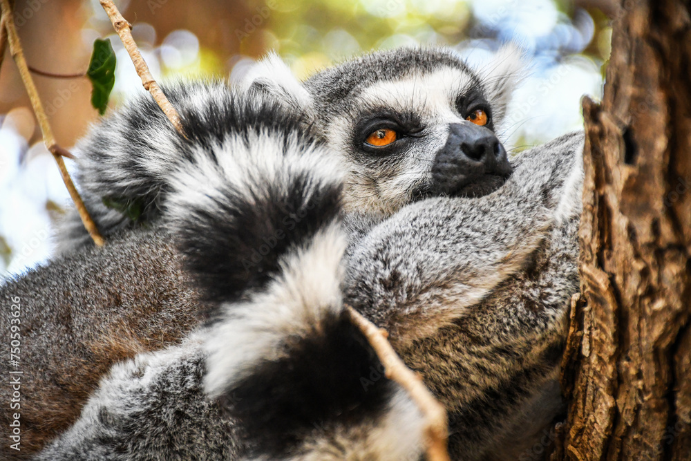 Fototapeta premium Lemur