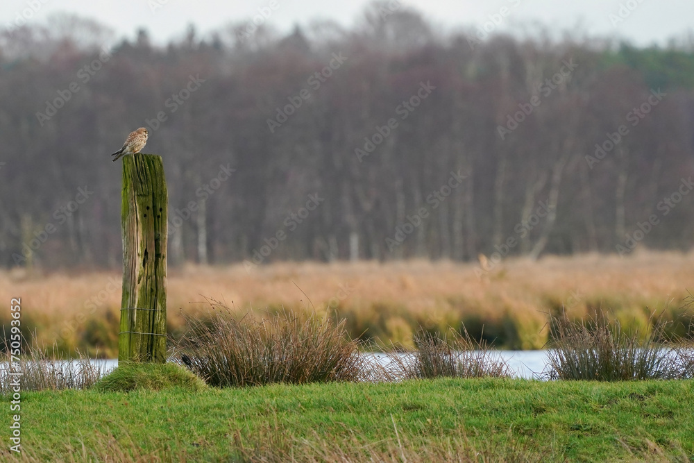 Beautiful bird of prey, falcon sits on a dry branch in search of prey. Bird watching, similar falcons, natural background, forest, water, lake