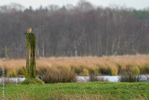 Obraz na płótnie Beautiful bird of prey, falcon sits on a dry branch in search of prey. Bird watching, similar falcons, natural background, forest, water, lake w salonie