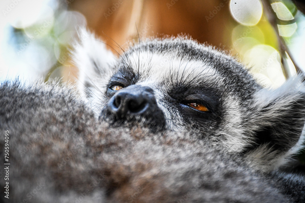 Naklejka premium Lemur