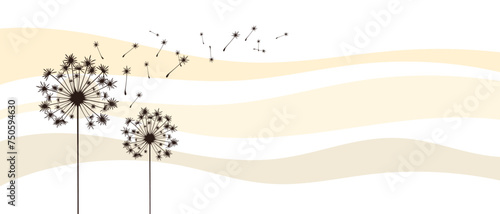 Vector illustration dandelion time. Black Dandelion seeds blowing in the wind. The wind inflates a dandelion isolated on white background.