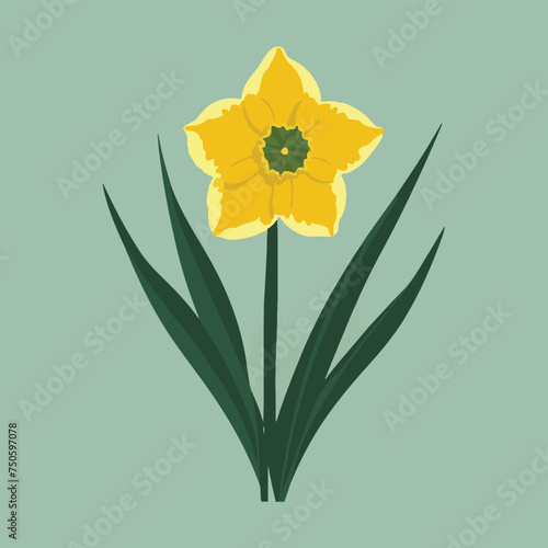 Vector Daffodil illustration flat design