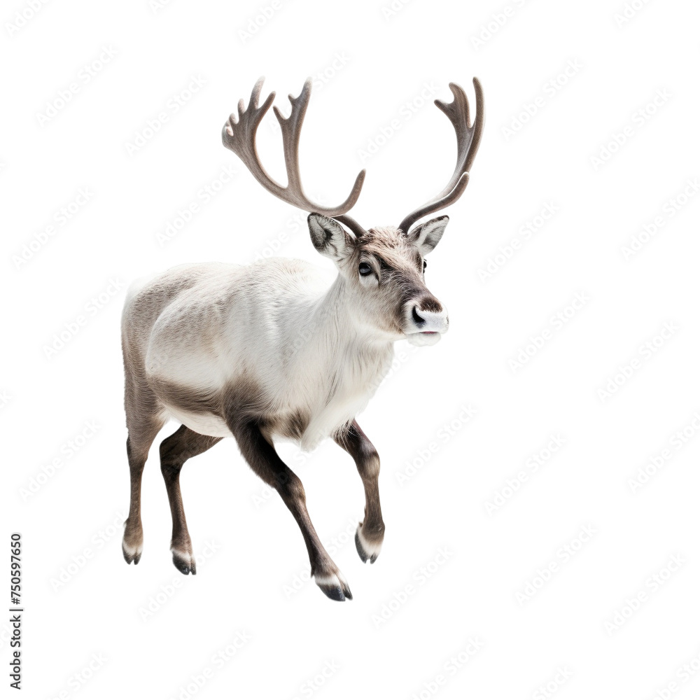 Fototapeta premium deer isolated on white