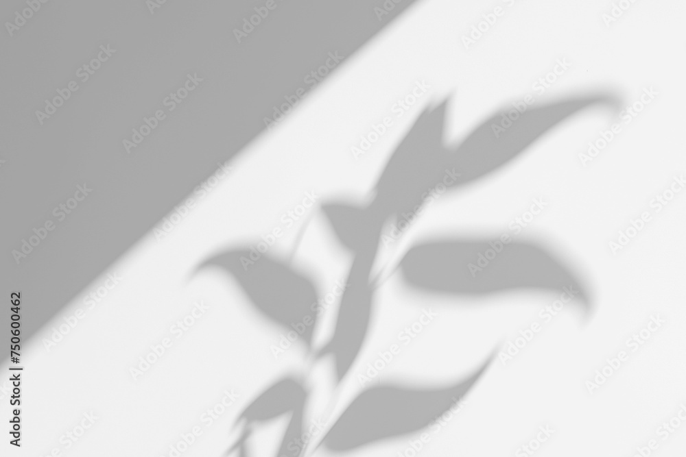 Obraz premium Realistic Botanical Plant Shadow on the Wall 