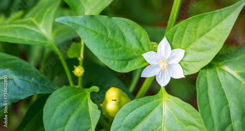 White flower on a green pepper bush in a garden bed blooms in spring