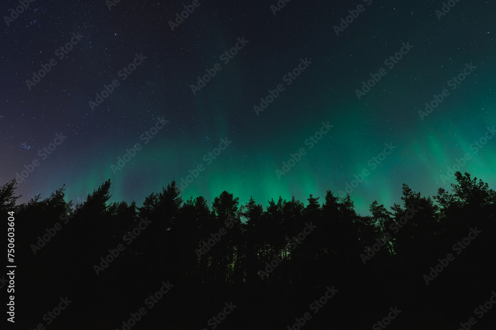 Night scene in Estonia, silhouettes of trees against the background of the starry sky and northern lights.