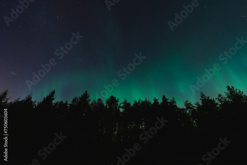 Night scene in Estonia, silhouettes of trees against the background of the starry sky and northern lights.