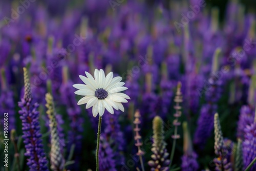 A single white flower in a field of purple flowers