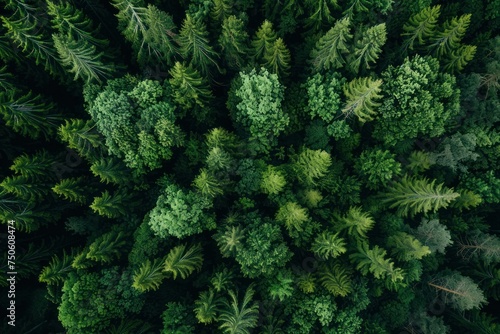 A view from above of a green forest