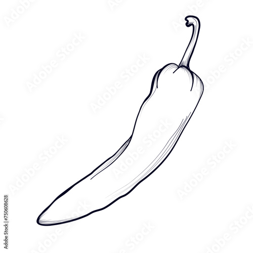 hand-drawn chili pepper vector illustration photo