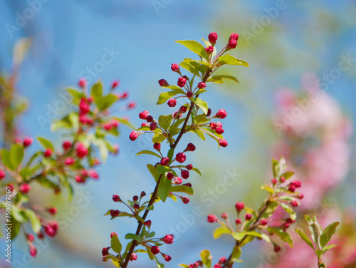 Cherry blossom buds, spring bloom © Anastasiia