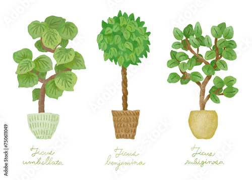 観葉植物のイラストセット１－ウンベラータ・ベンジャミン・フランスゴム