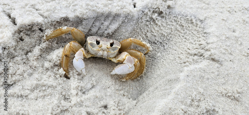 A view of a Ghost Crab on the beach at the Gulf Islands National Seashore in Pensacola, Florida. photo