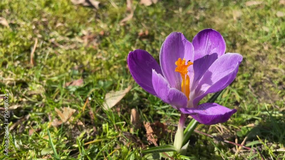 purple crocus flowers in the meadow, 4k hd purple crocus flowers in the meadow, 4k hd