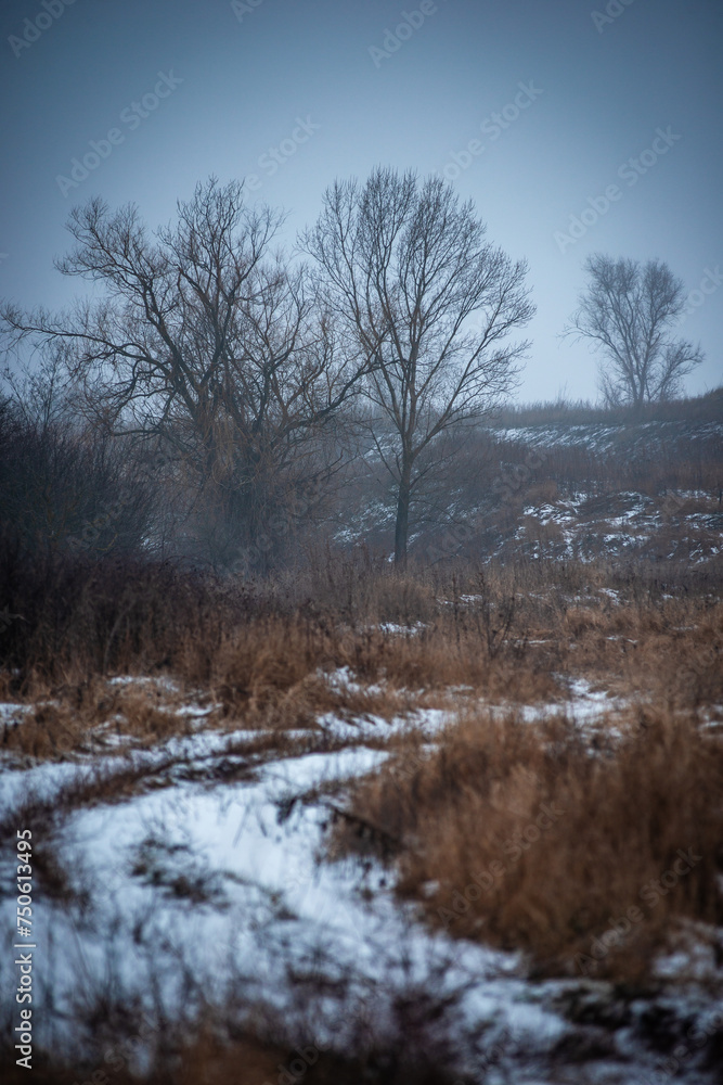 Mystery forest at winter time . Snow and fog. Trees covered snow. Road in the forest . Mystery forest at winter time . Snow and fog. Trees covered snow. Road in the forest .