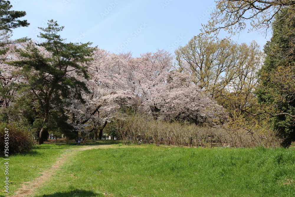 桜咲く野川公園。