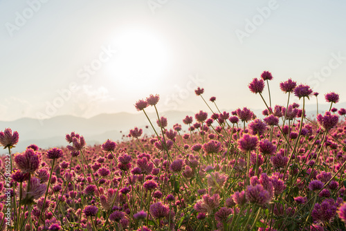 Pink flower in a garden with sunset sky background.Soft focus © banphote