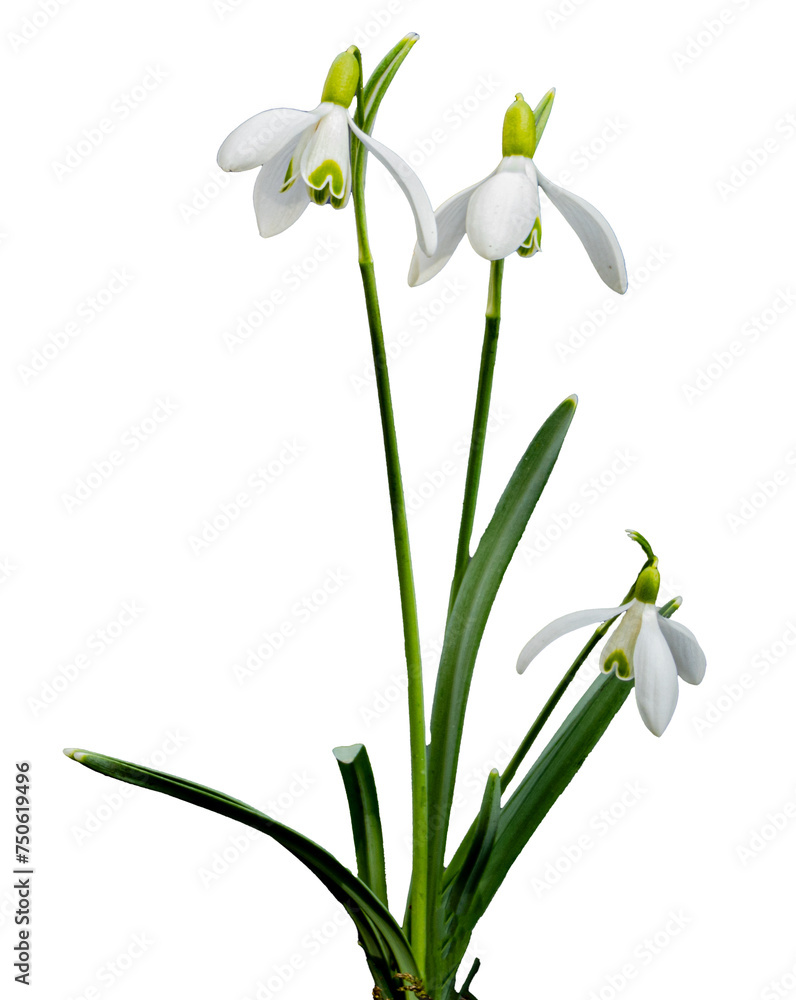 Fototapeta premium snowdrops isolated on transparent background